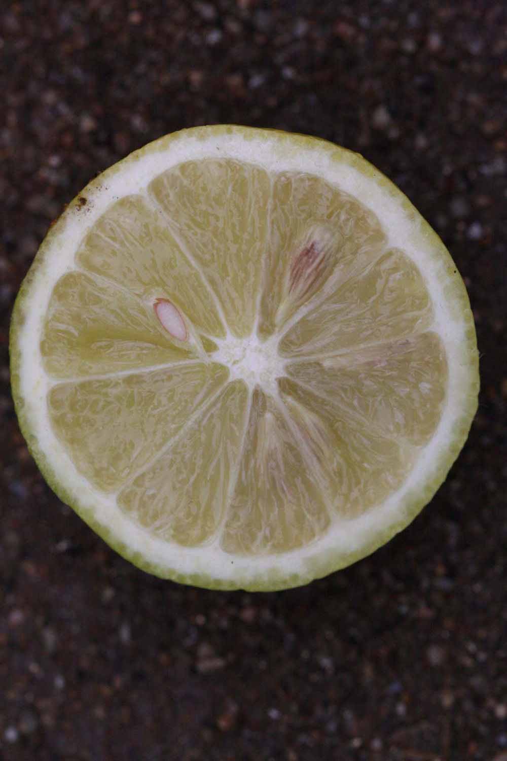               Fruit   cross-section (Limoneira 8-A, Riverside,   CA)   